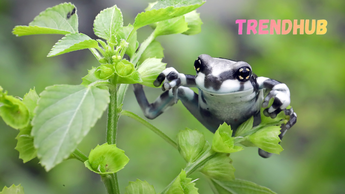 amazon milk frog
