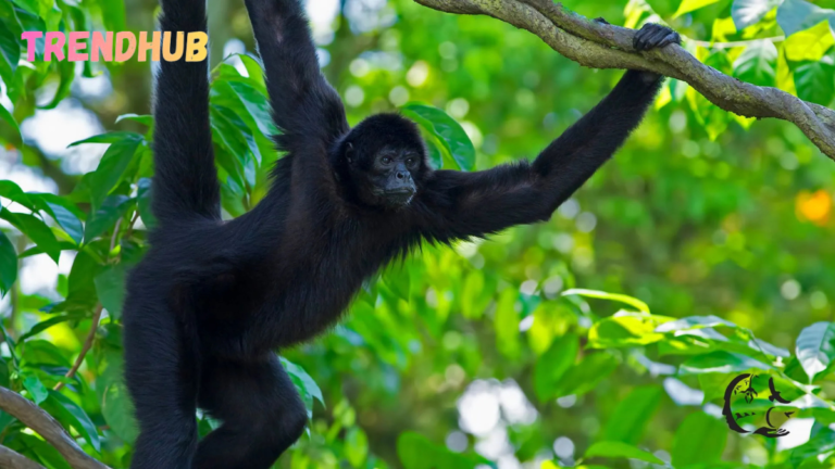 What Makes a Spider Monkey Unique? Discover Now